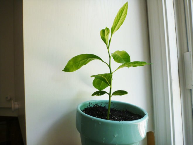 Lemon tree, lemon tree seedling, lemon tree from seeds, lemon, lemons