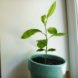 Lemon tree, lemon tree seedling, lemon tree from seeds, lemon, lemons
