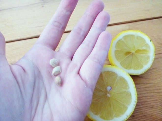lemon seeds, lemon tree, lemon tree from seeds