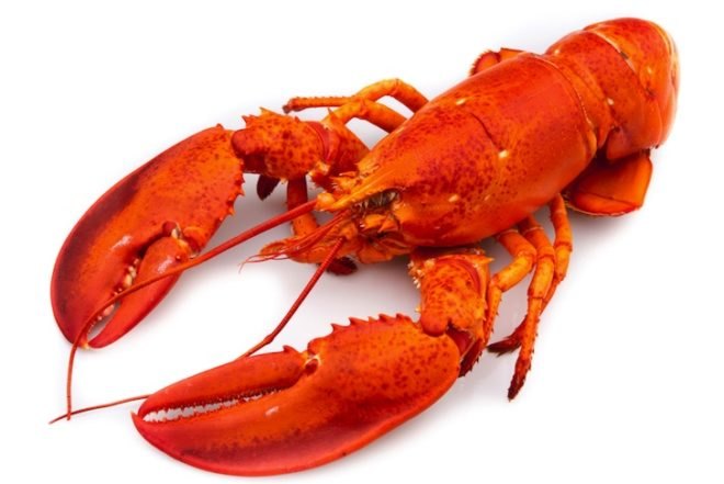 climate change, global warming, ocean acidification, crustaceans at risk of acid oceans, lobster at risk, Nature Climate Change, Inhospitable Oceans, greenhouse gas emissions, carbon dioxide in the atmosphere, Permian Triassic extinctions, coral reefs