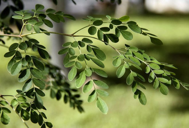 Moringa Tree, moringa, nutritious moringa tree, edible tree