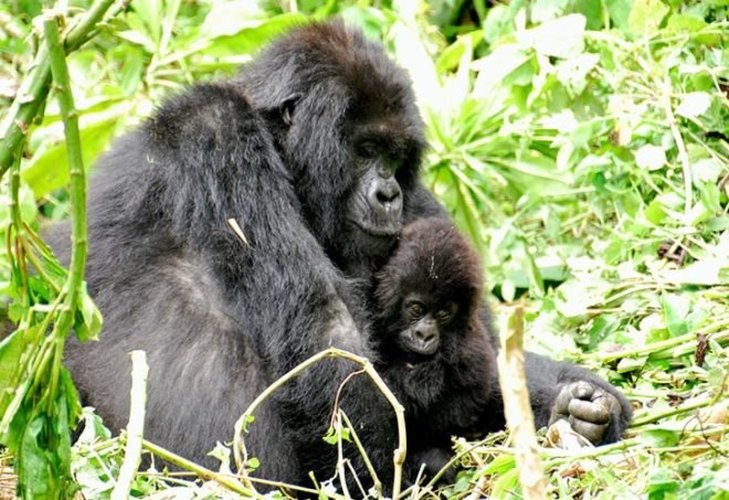 critically endangered species, world wildlife fund, amur leopard, far east leopard, manchurian leopard, korean leopard, habitat loss, prey scarcity, loss of genetic variation, black rhino, mountain gorilla, virunga mountains, bwindo impenetrable national park, hawksbill turtle, marine turtles, tortoiseshell, convention on international trade in endangered species of wild fauna and flora, sumatran elephant, deforestation, south china tiger, functionally extinct species