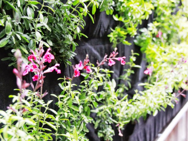 Sheraton Vertical Garden, Urbanarbolism, vertical garden, denver, unusualgreen, hydroponic garden, mile high gardening conference