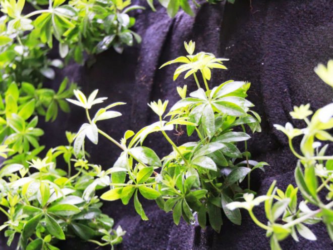 Sheraton Vertical Garden, Urbanarbolism, vertical garden, denver, unusualgreen, hydroponic garden, mile high gardening conference