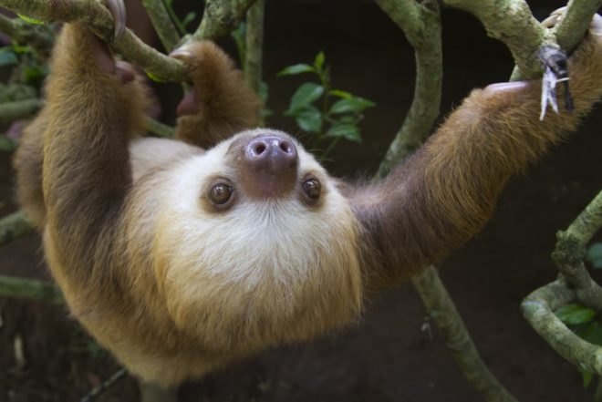 Sloth, Costa Rica closes zoos, wildlife sanctuaries in Costa Rica, wildlife conservation, biodiversity, fauna and flora, tropical fauna, animal rights,