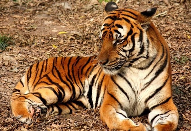 critically endangered species, world wildlife fund, amur leopard, far east leopard, manchurian leopard, korean leopard, habitat loss, prey scarcity, loss of genetic variation, black rhino, mountain gorilla, virunga mountains, bwindo impenetrable national park, hawksbill turtle, marine turtles, tortoiseshell, convention on international trade in endangered species of wild fauna and flora, sumatran elephant, deforestation, south china tiger, functionally extinct species