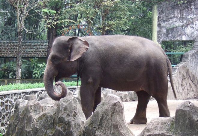 critically endangered species, world wildlife fund, amur leopard, far east leopard, manchurian leopard, korean leopard, habitat loss, prey scarcity, loss of genetic variation, black rhino, mountain gorilla, virunga mountains, bwindo impenetrable national park, hawksbill turtle, marine turtles, tortoiseshell, convention on international trade in endangered species of wild fauna and flora, sumatran elephant, deforestation, south china tiger, functionally extinct species
