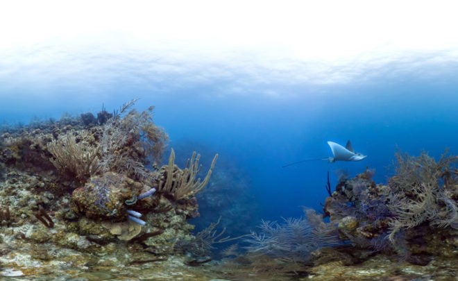 Google, Underwater Street View, Google Street View, Great Barrier Reef, coral reef
