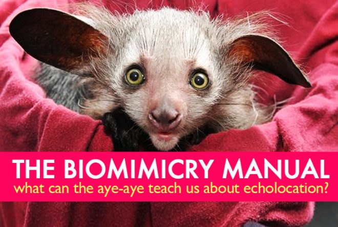 biomimicry, The Biomimicry Manual, aye-aye, lemur, Madagaqscar, echolocation, bioinspired design, swis army knife, yoda, gollum, Dobby