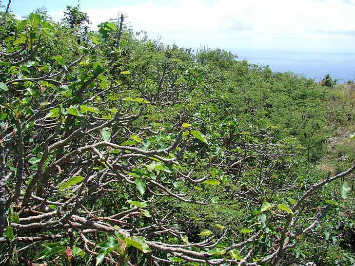 carbon farming, desert, arid, university of hohenheim, jatropha curcas, co2, global warming