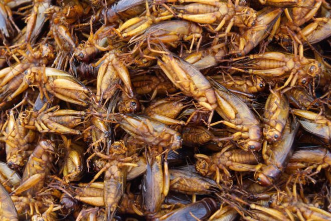 green design, eco design, sustainable design, Third Millennium Farming, Jakub Dzamba, McGill University, cricket farm, cricket eating, insect eating
