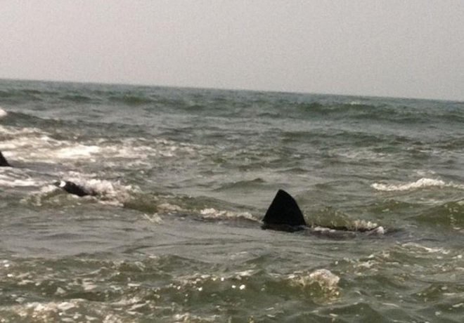 Great White Shark, Harry the Shark, East Rockaway, Nassau County, South Shore, Long Island, Alantic Beach, Animals, Kirby Kurkomelis, PSA, Sharks, basking shark