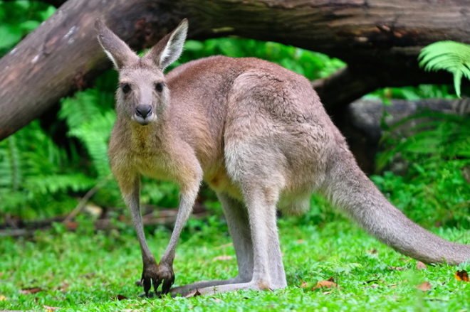 green design, eco design, sustainable design, Australia, kangaroo saves boy, Simon Kruger