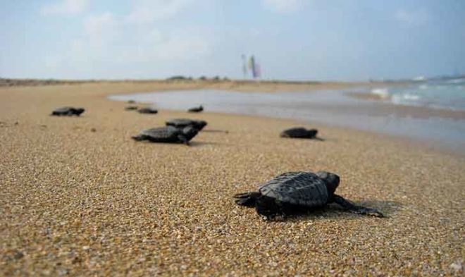 loggerhead hatchling, sea turtle, conservation, baby, beach