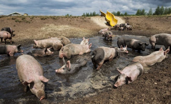 pigs, waterslide, pig farming, humane farming, mud bath, pig wallowing, pig behavior, alternative farming