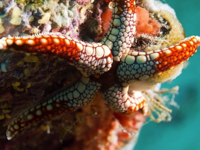 climate change, global warming, ocean acidification, crustaceans at risk of acid oceans, lobster at risk, Nature Climate Change, Inhospitable Oceans, greenhouse gas emissions, carbon dioxide in the atmosphere, Permian Triassic extinctions, coral reefs