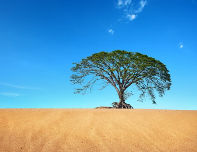 carbon farming, desert, arid, university of hohenheim, jatropha curcas, co2, global warming