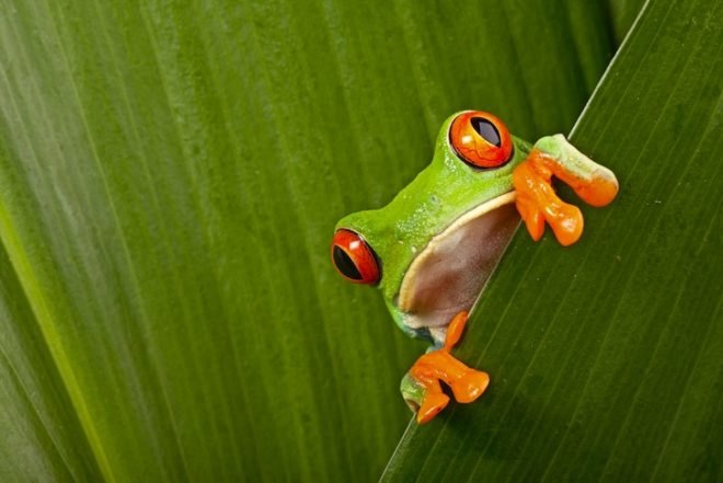 tree frog, Costa Rica closes zoos, wildlife sanctuaries in Costa Rica, wildlife conservation, biodiversity, fauna and flora, tropical fauna, animal rights,