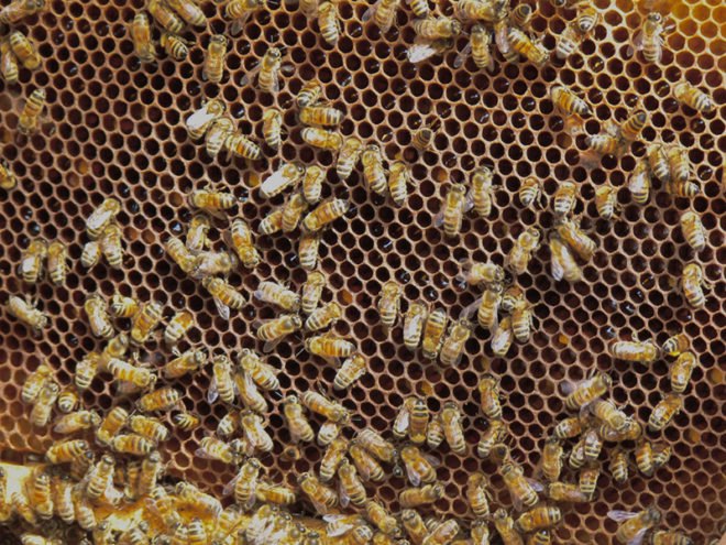 Urban bee keeping, Urban bee hives, Urban bees, bee keeping, bee hives, bee death, honey bee deaths, colon collapse, colony collapse disorder, honey bee colony collapse, bee colony collapse, urban hive death, urban bee hive deaths, urban bee hive food, urban bee hive disease, bee hive food, bee hive colonies, honey bee food, honey bee populations, honey bee disease, The Biologist, The Biologist magazine