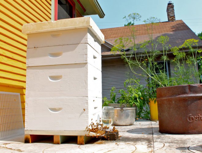 Urban bee keeping, Urban bee hives, Urban bees, bee keeping, bee hives, bee death, honey bee deaths, colon collapse, colony collapse disorder, honey bee colony collapse, bee colony collapse, urban hive death, urban bee hive deaths, urban bee hive food, urban bee hive disease, bee hive food, bee hive colonies, honey bee food, honey bee populations, honey bee disease, The Biologist, The Biologist magazine
