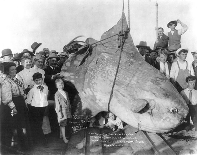 biomimicry, bioinspired design, mola mola, sunfish, submarine robot, neutral buoyancy, the biomimicry manual