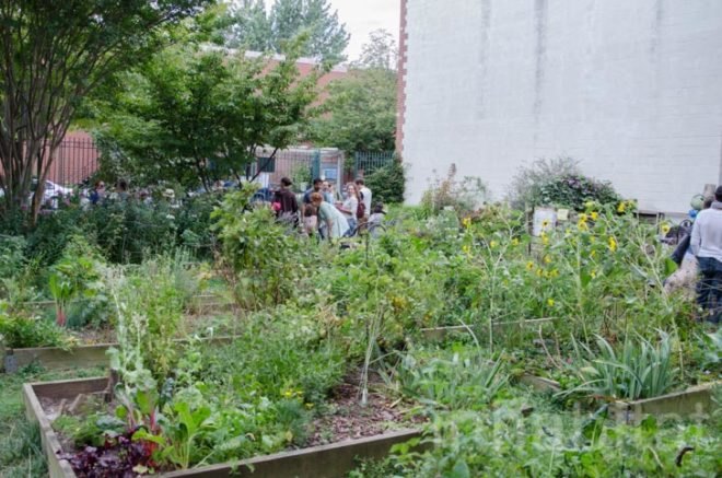 Columbia Waterfront Community Gardens Tour, Human Compass Garden, Amazing Garden, Summit Street Garden, Backyard Garden, South Brooklyn Children’s Garden, Pirate’s Cove Garden, Urban Meadow, Claire Merlino, Community Green Space, Community Garden, Parklands, Vegetables, Amateur Farming, Urban Farming, Botanists, Greenest Blocks, Places to Grow Food, Environmental Education, Public Schools, Community Parks, How Can I Make a Green Community, Carroll Gardens, Brooklyn, Features, Parks, Wild Life, Chickens,