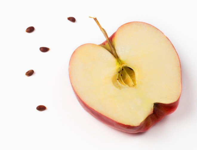Apple seeds, seeds from an apple, seeds for an apple tree