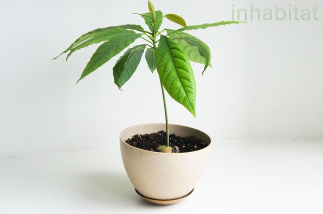 avocado tree, avocado tree from seed, avocado tree from pit, avocado pit