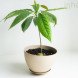 avocado tree, avocado tree from seed, avocado tree from pit, avocado pit