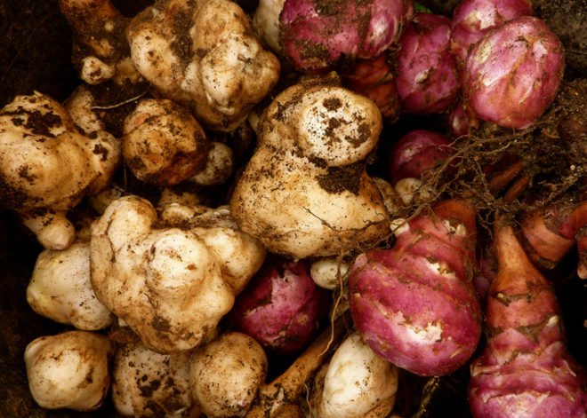 Artichokes, Jerusalem artichokes, roots, root vegetables