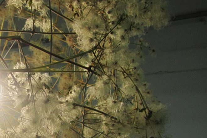 Jess Shaw, willow lamp, Lily Light, biodegradable light, eco-friendly chandelier, Botanical, Green Lighting, Recycling / Compost, Green Home decor, Green Materials,