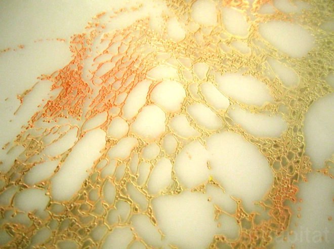 eco design, green design, upcycling, sustainable design, designersblock, fifth element, london design festival, science and design, histology plates