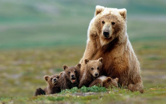 grizzly bear, brown bear, polar bear, kidney disease, biomimicry, top predator, keystone species,
