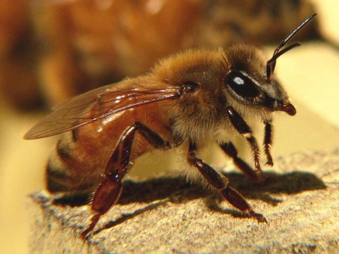 biomimicry, bio-utilization, bio-assistance, biophilia, honeybees, honeycomb, beeswax, Jay Harman, the biomimicry manual, bioinspiration, learning from nature, design in nature