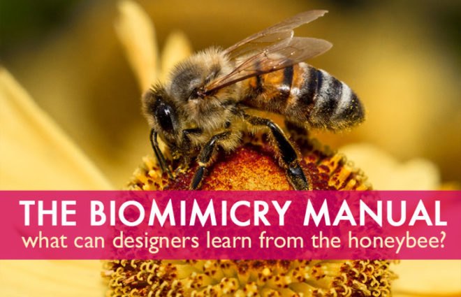 biomimicry, bio-utilization, bio-assistance, biophilia, honeybees, honeycomb, beeswax, Jay Harman, the biomimicry manual, bioinspiration, learning from nature, design in nature