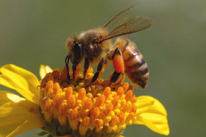 biomimicry, bio-utilization, bio-assistance, biophilia, honeybees, honeycomb, beeswax, Jay Harman, the biomimicry manual, bioinspiration, learning from nature, design in nature