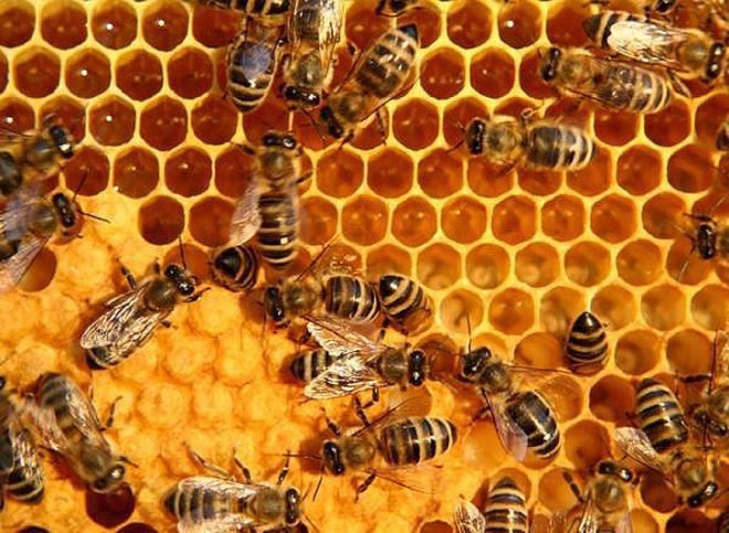 biomimicry, bio-utilization, bio-assistance, biophilia, honeybees, honeycomb, beeswax, Jay Harman, the biomimicry manual, bioinspiration, learning from nature, design in nature