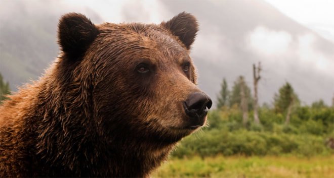 grizzly bear, brown bear, polar bear, kidney disease, biomimicry, top predator, keystone species,