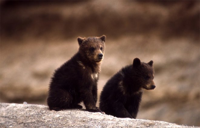 grizzly bear, brown bear, polar bear, kidney disease, biomimicry, top predator, keystone species,