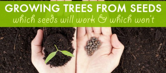 trees, tree seeds, fruit trees, fruit, nut trees, nuts, moringa, moringa tree, sustainable food, food security, gardening, urban farming, lemon, cherry, apple, chestnut, hazelnut, avocado