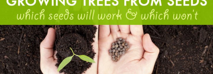 trees, tree seeds, fruit trees, fruit, nut trees, nuts, moringa, moringa tree, sustainable food, food security, gardening, urban farming, lemon, cherry, apple, chestnut, hazelnut, avocado