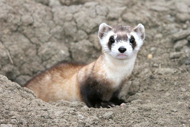 Keystone XL, Pipeline, Environmental Destruction, Tar Sands, Oil, Center for Biological Diversity, Black footed ferret, Fish and Wildlife Service