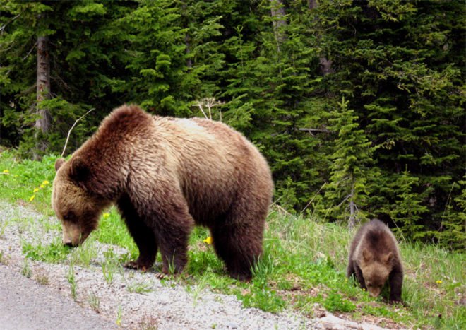 grizzly bear, brown bear, polar bear, kidney disease, biomimicry, top predator, keystone species,