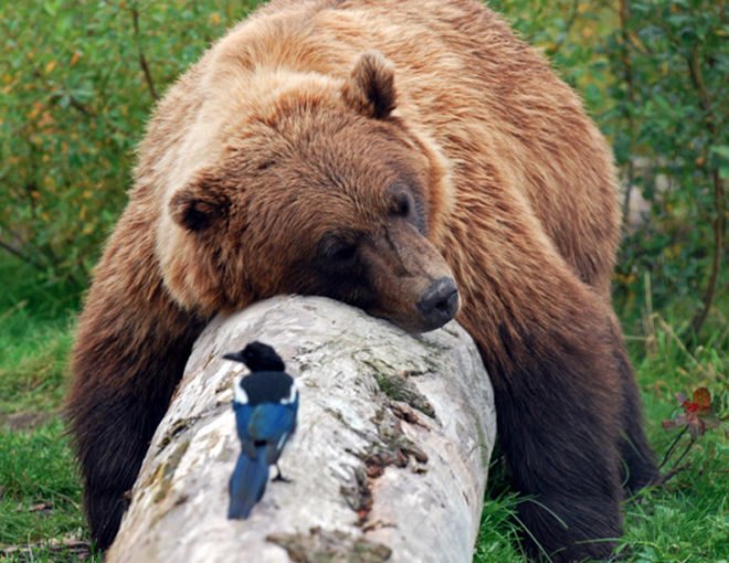 grizzly bear, brown bear, polar bear, kidney disease, biomimicry, top predator, keystone species,