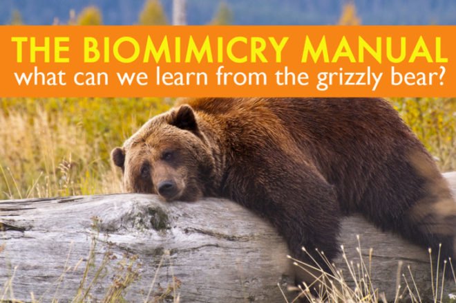 grizzly bear, brown bear, polar bear, kidney disease, biomimicry, top predator, keystone species,