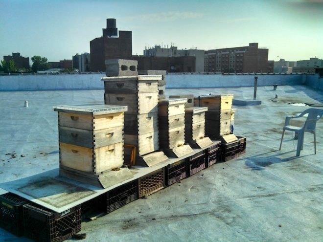 nyc department of environmental protection, nycdep, osborne association, blue and green roof, green roof, blue roof, south bronx, hazen and sawyer, stormwater, stormwater management, beekeeping