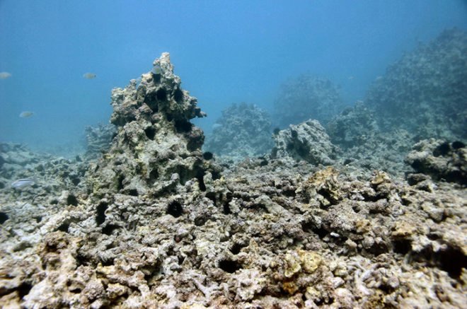Reef Arabia, 3D printing, coral Reef, Restoring Nature, Green Technology, Ocean Life, Oceans, Bahrain, Australia, Sustainable Oceans International, 3D printed Sandstone, reefs, fish, sea life, Persian Gulf, coral reef destruction, 3D printing helping nature, 3D printed coral reef, replicate natural coral reef, underwater rainforests,