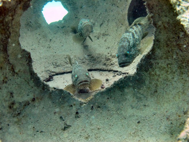 Reef Arabia, 3D printing, coral Reef, Restoring Nature, Green Technology, Ocean Life, Oceans, Bahrain, Australia, Sustainable Oceans International, 3D printed Sandstone, reefs, fish, sea life, Persian Gulf, coral reef destruction, 3D printing helping nature, 3D printed coral reef, replicate natural coral reef, underwater rainforests,