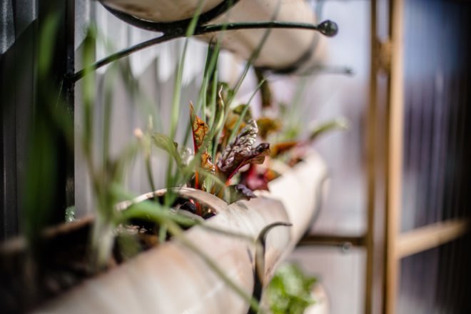 green design, eco design, sustainable design, Touching Earth Lightly, Gege Creche, City of Capetown Environmental Resource Management Department, Andrew Lord, Stephen Lamb, Vertical garden, Handspring Theater Puppet Company, Ackerman Pick and Pay foundation