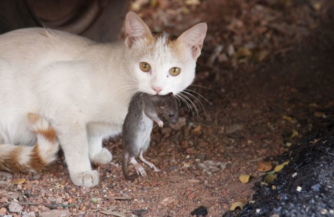 biomimicry, halloween, zombies, zombie apocalypse, parasites, host-parasite manipulation, crazy cat lady, schizophrenia, Toxoplasmodia gondii, dopamine